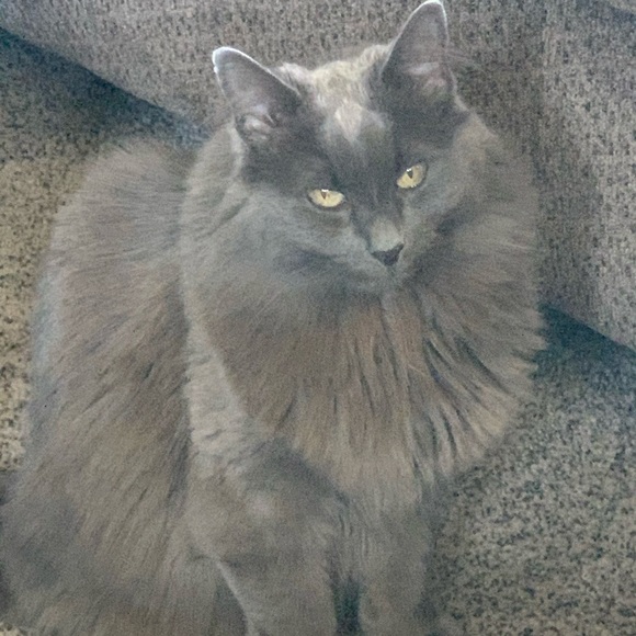 Meet your Posher, Jacquelyn - Picture 1 of 1